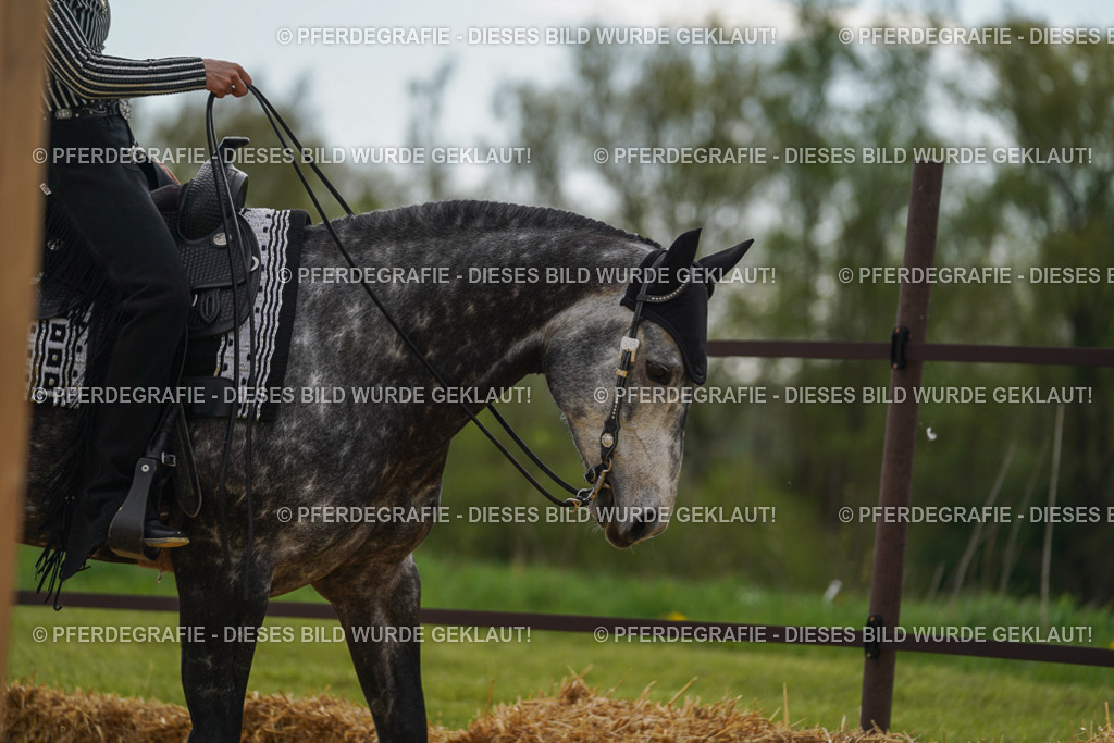 DSC02353 | Pferdegrafie