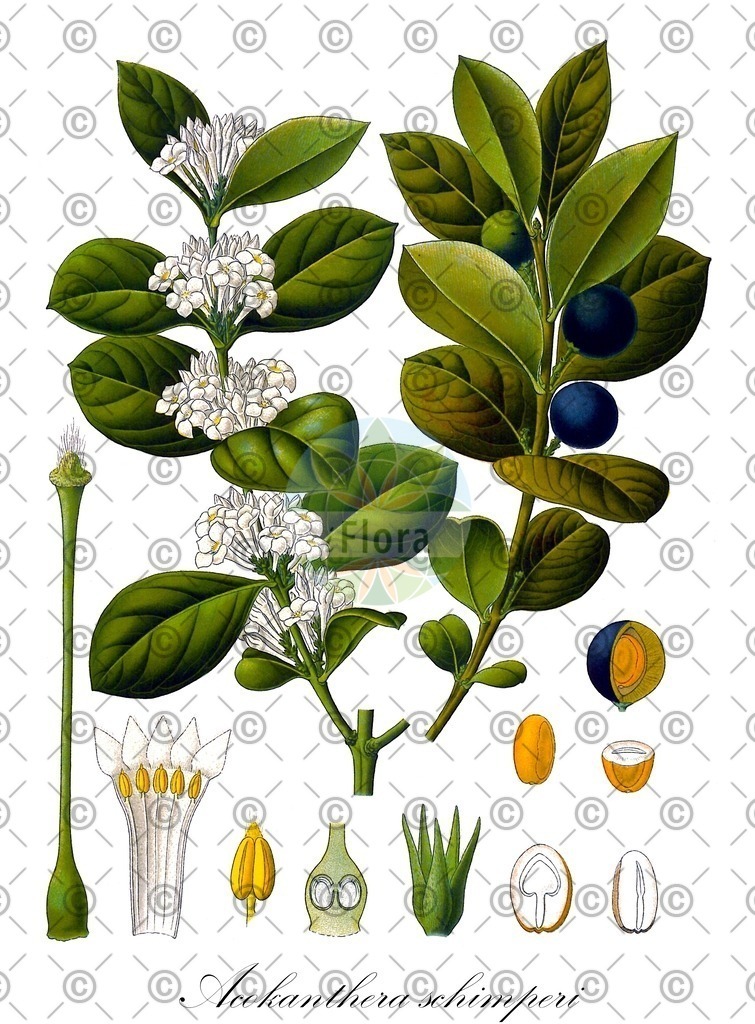 HistAbb_wfo-0000336741_1_ENZY_Simple | Historische Abbildung von Acokanthera schimperi - Apocynaceae | Historical Illustration of Acokanthera schimperi - Apocynaceae