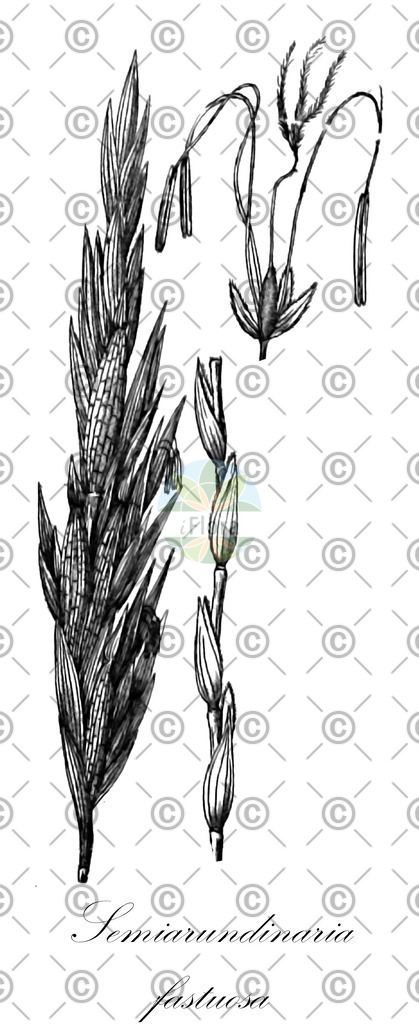 HistAbb_wfo-0000003506_1_ENZY_Simple | Historische Abbildung von Semiarundinaria fastuosa - Poaceae | Historical Illustration of Semiarundinaria fastuosa - Poaceae