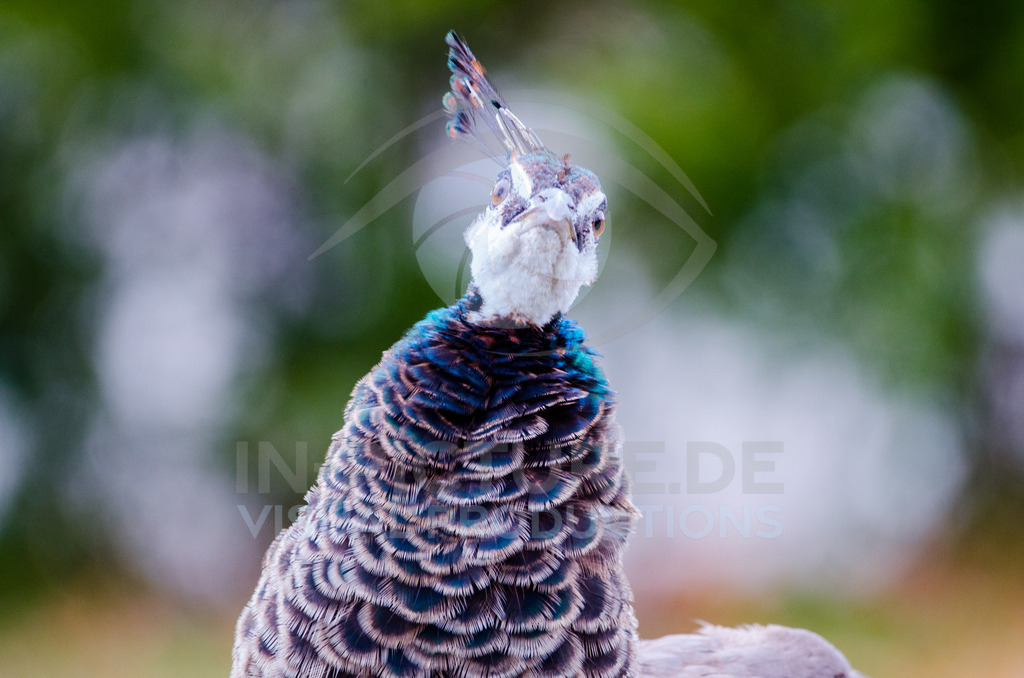 _DSC1967 | in-picture - Realisiert mit Pictrs.com