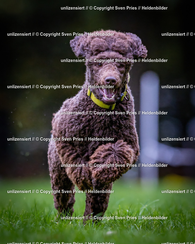 Sven Pries | 2024-10-19 - Hunderennen Ober-Grombach - Realisiert mit Pictrs.com