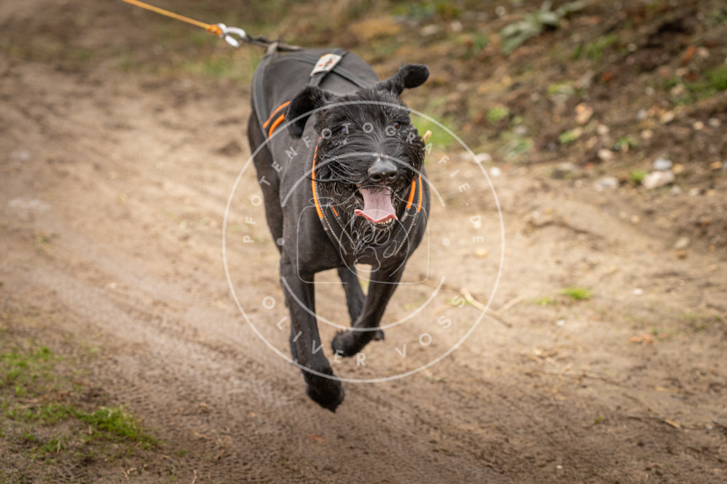 DV3A1552 | Hundefotografie, Tierfotograf, Pfotenfotografie, Fotoshooting Hund, Hunde Portrait, Hundesport, Hundeportraits, Heideshooting, Hunde, Sportfotograf, Hundefotograf, Turnierhundsport, THS,  - Realisiert mit Pictrs.com