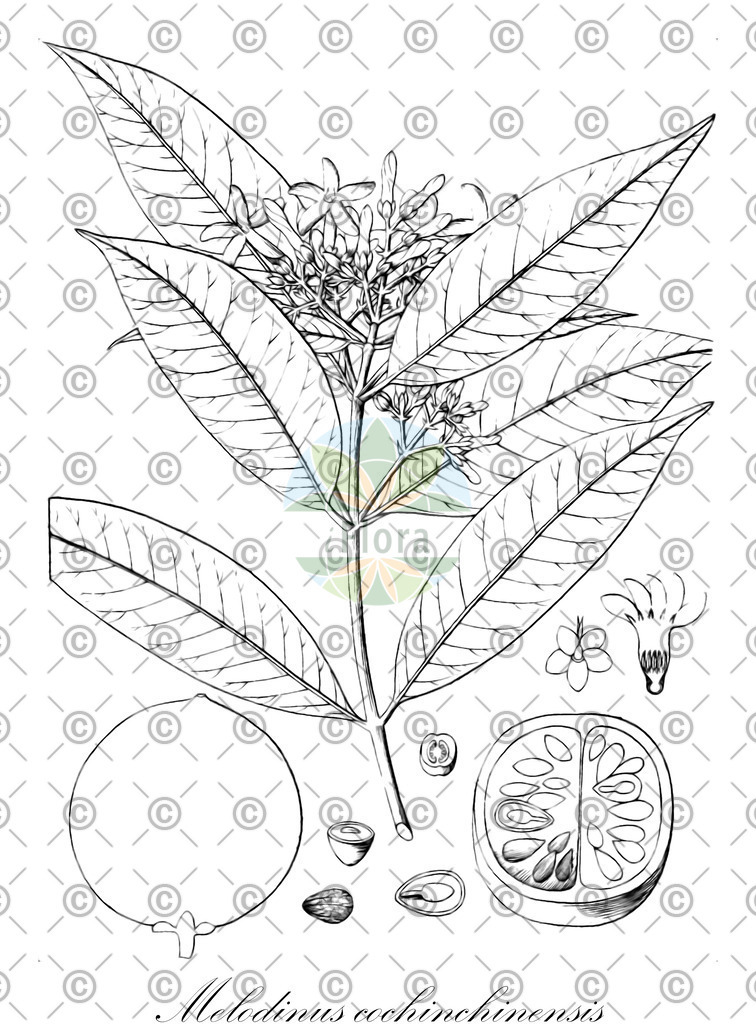 HistAbb_wfo-0000377157_1_ENZY_Simple | Historische Abbildung von Melodinus cochinchinensis - Apocynaceae | Historical Illustration of Melodinus cochinchinensis - Apocynaceae