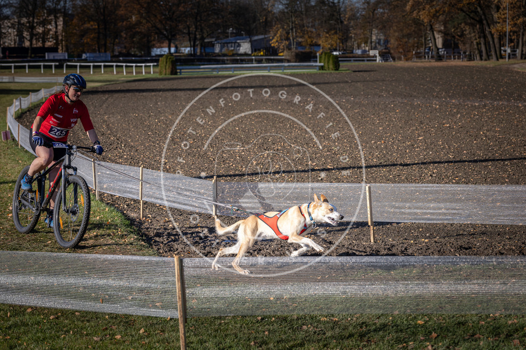 CaniXpix_DV3A5028 | Hundefotografie, Tierfotograf, Pfotenfotografie, Fotoshooting Hund, Hunde Portrait, Hundesport, Hundeportraits, Heideshooting, Hunde, Sportfotograf, Hundefotograf, Turnierhundsport, THS,  - Realisiert mit Pictrs.com