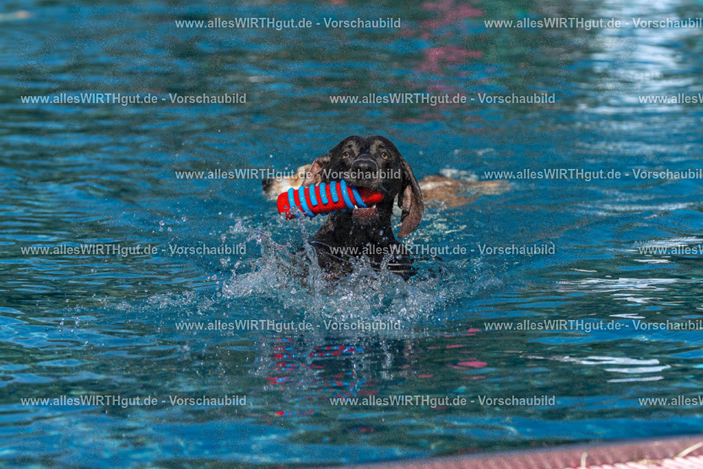 Hundeschwimmen_Volksbad_2026-allesWIRTHgut_Tierfotografie-2609061137-FAY06264 | Professionelle Tierfotografie in Mönchengladbach von Daniel Wirth (allesWIRTHgut). Liebevolle & natürliche Bilder von Hunden & Katzen für unvergessliche Erinnerungen.