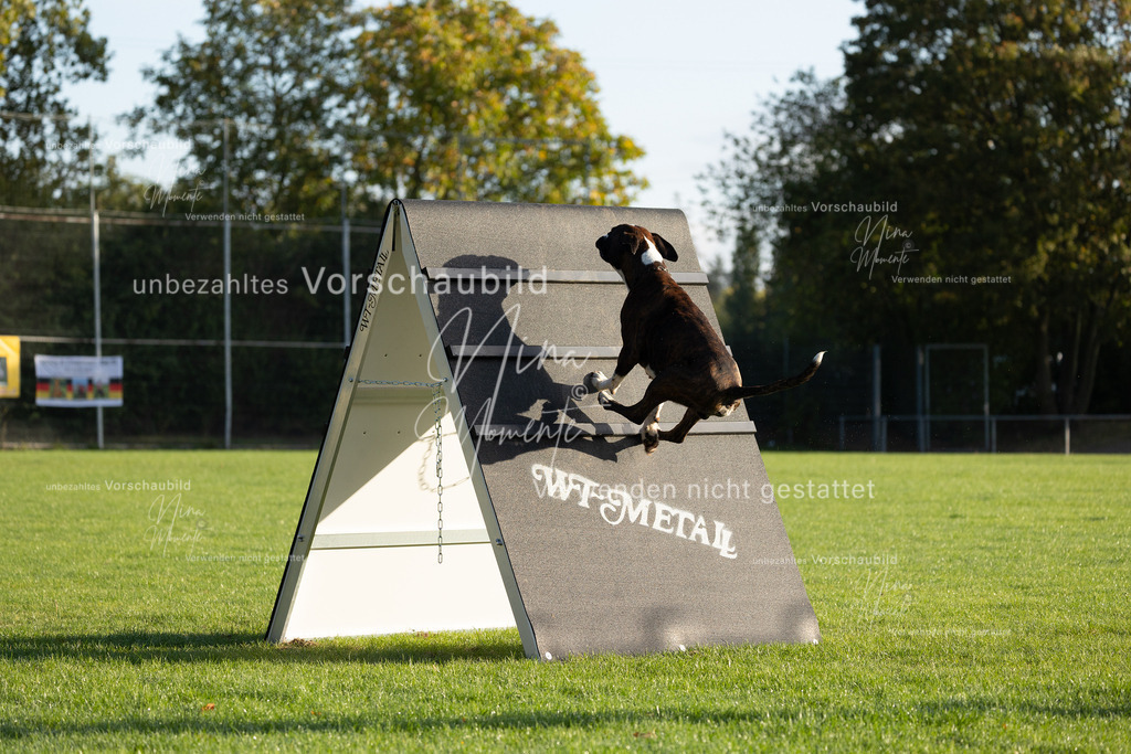 _16A6119 | Einzigartige Fotos von Hunden & Menschen –Actionfotos, Portraits, Vereinsaufnahmen & Paarshootings – authentisch, lebendig & mit Herz.