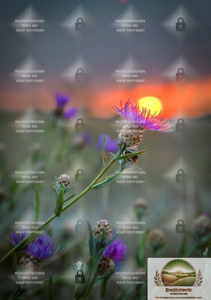 Disteglühen | Professioneller Fotograf mit 10 Jahren Erfahrung. Landschafts- und Hochzeitsfotografie im Oderbruch. Workshops und beeindruckende Bilder für besondere Momente.