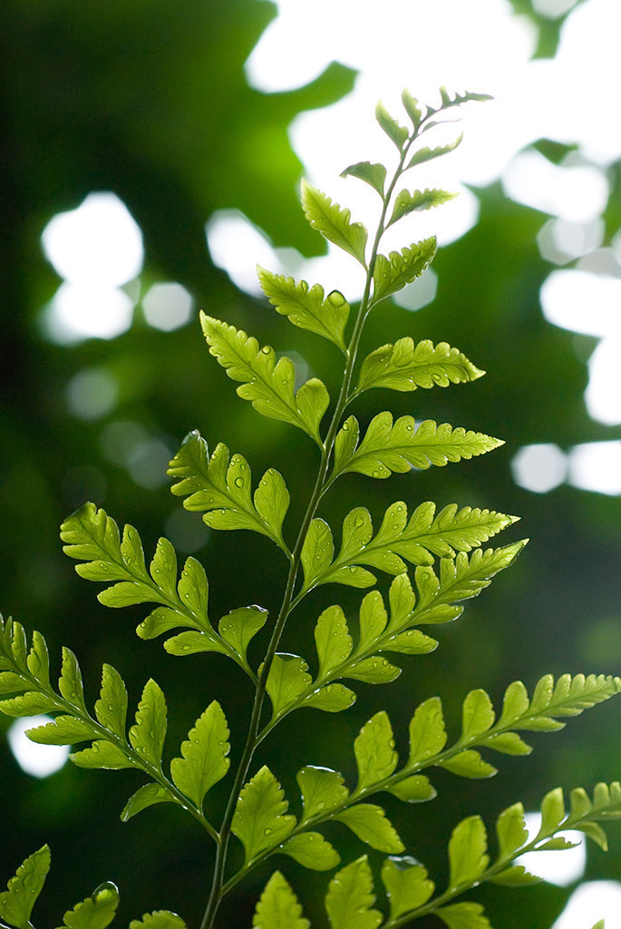 Blatt eines tropischen Farns | Best. Nr. d_2006_08_0424 - Realisiert mit Pictrs.com