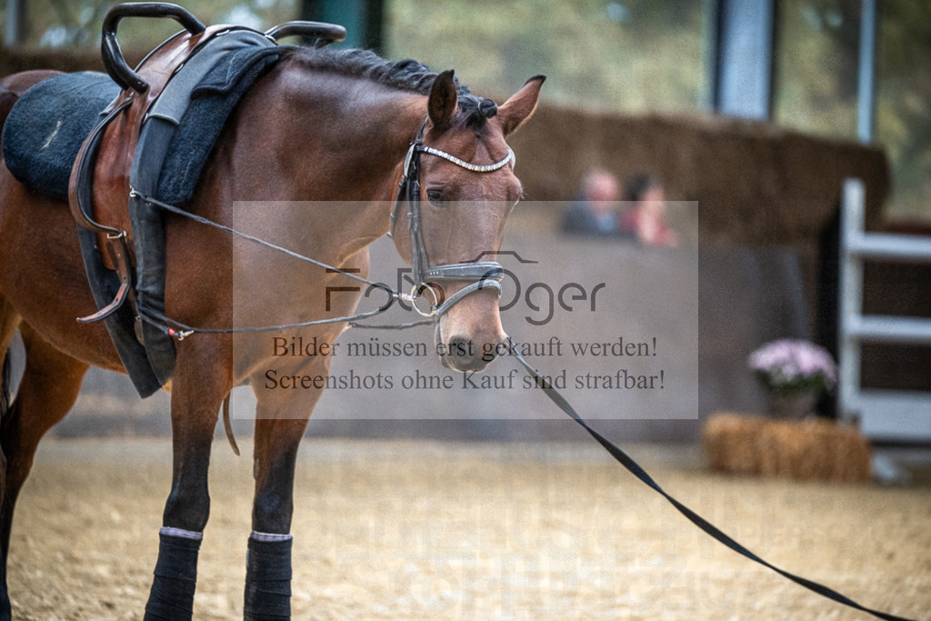 DOS_0223 | Entdecke hochwertige Reitturnierfotos von Foto Oger. Professionell, emotional und authentisch – jetzt Lieblingsmomente im Shop bestellen.Deutschlandweite Turnierfotografie. - Realisiert mit Pictrs.com
