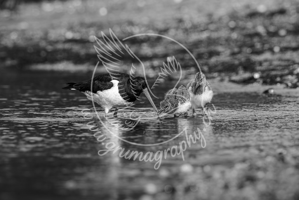 echoes of care - oystercatcher_ germany_swx | Authentische Landschafts- & Wildtierfotografie aus der Schweiz. Hochwertige Wandbilder, Fine-Art-Prints und Wunschmotive nach Auftrag – sorgfältig entwickelt im Grumagraphy-Style