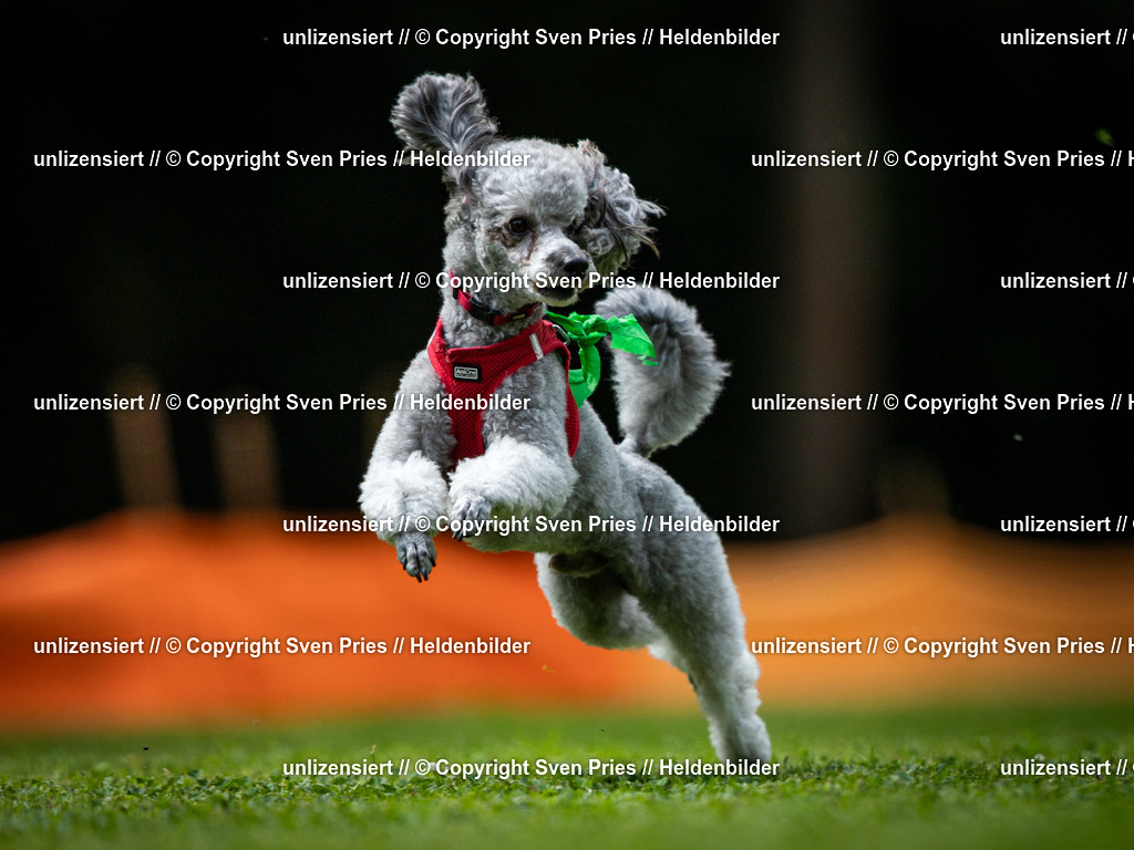 Sven Pries | 19. Allgemeines Hunderennen Karlsruhe Durlach - Realisiert mit Pictrs.com