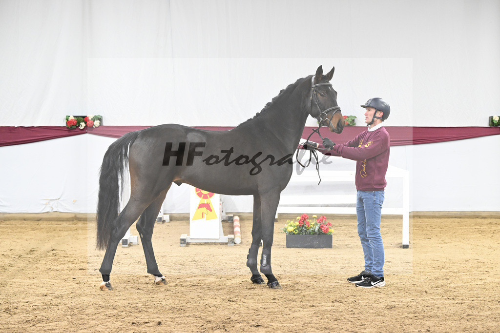 Kat-Nr. 99 Conthalou x Colestus_ZG Erkner_47253195 | hf-fotografie - Realisiert mit Pictrs.com