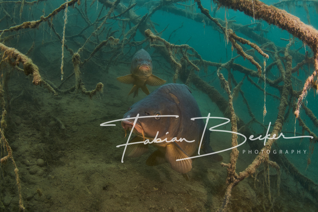 Im Schutz des Waldes | Einzigartige Wandbilder von faszinierenden Unterwasserwelten. Exklusive Kunst für Empfangsbereiche, Wohnraum oder Wartezimmer. - Realisiert mit Pictrs.com