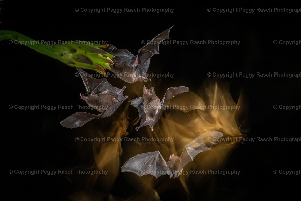 Fledermäuse (2) | PeggyRaschPhotography - Realisiert mit Pictrs.com