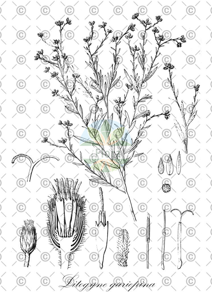 HistAbb_7PBYR_2_ENZY_Simple | Historische Abbildung von Litogyne gariepina - Asteraceae | Historical Illustration of Litogyne gariepina - Asteraceae