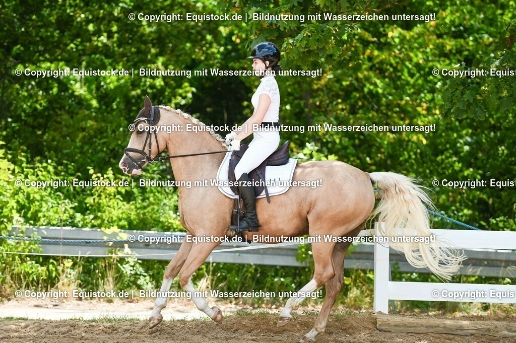 20230715_09_Dressur-WB_0501 | equistock