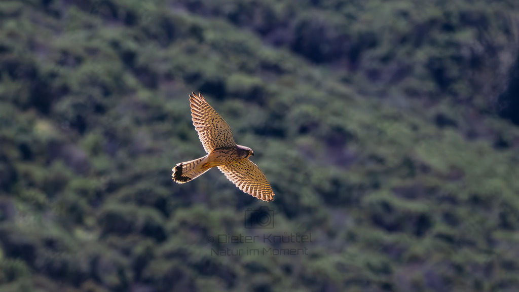 P1612743-Verbessert-RR-Bearbeitet-2023-LR | Natur im Moment - Realisiert mit Pictrs.com