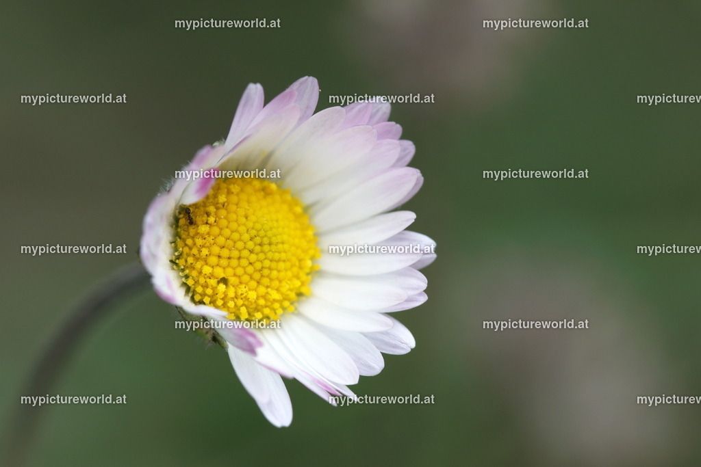 Herbst-Gänseblümchen-003 | Das Bilderarchiv über Tiere, Planzen und Landschaften. In der Bilddatenbank finden Sie ein große Auswahl an hochwertigen Bilder für Ihre Werbung - Realisiert mit Pictrs.com