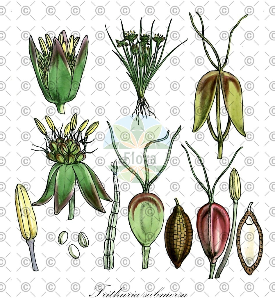 HistAbb_wfo-0000786884_1_ENZY_Simple | Historische Abbildung von Trithuria submersa - Hydatellaceae | Historical Illustration of Trithuria submersa - Hydatellaceae