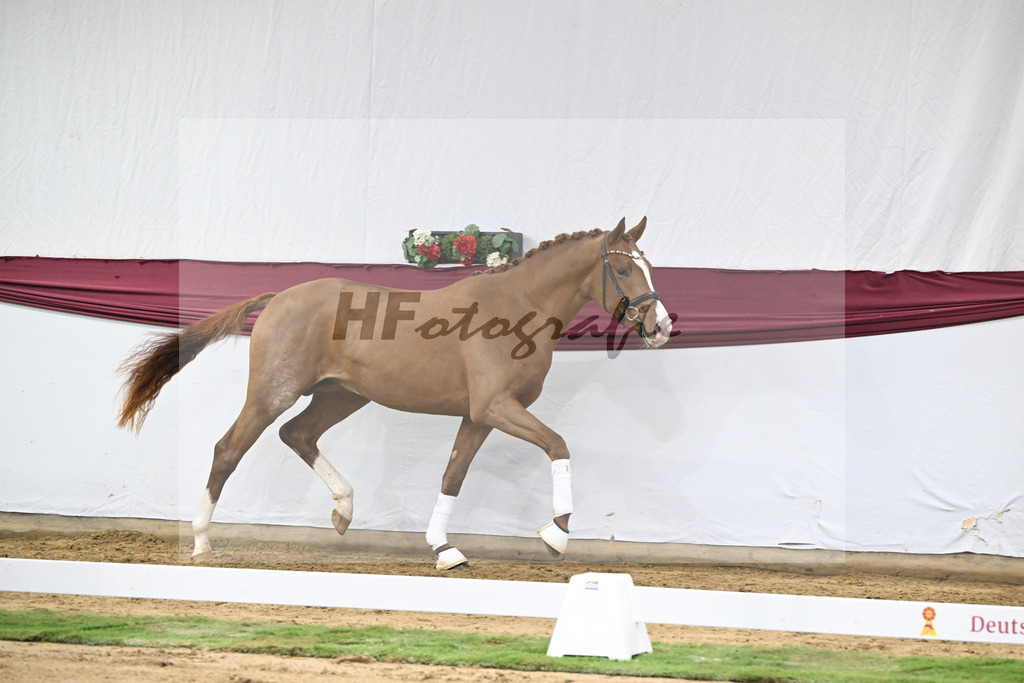 Kat-Nr. 36 San to Alati x Estobar NRW_Stefan Holtwiesche_47251264 | hf-fotografie - Realisiert mit Pictrs.com