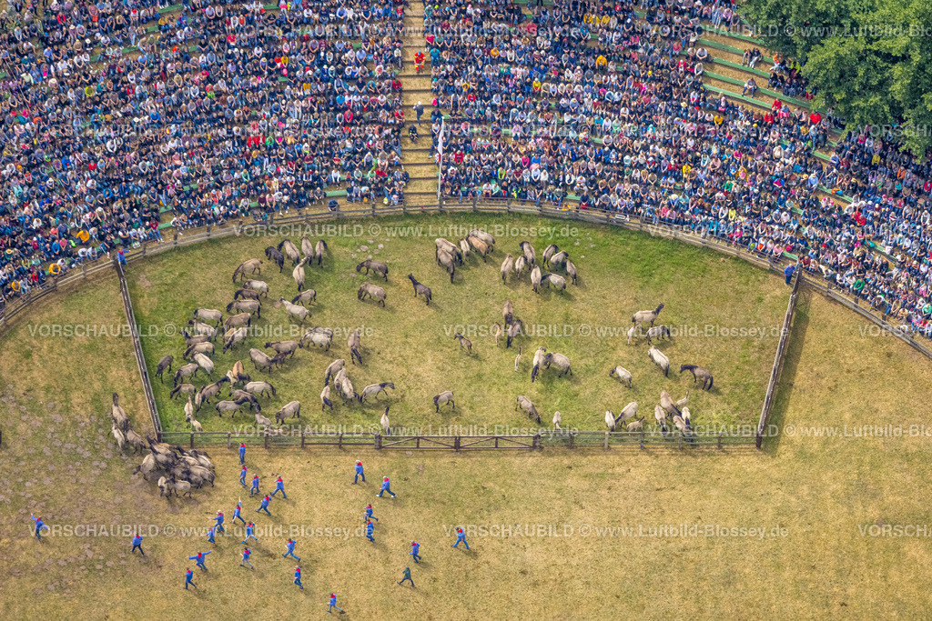 Duelmen220505201MerfelderBruchPferde | Luftbild, Wildpferdefang im Merfelder Bruch bei Dülmen, Arena der Wildpferdebahn, Herzöge von Croÿ Anwesen, Pferdeherde,  Merfeld, Dülmen, Münsterland, Nordrhein-Westfalen, Deutschland