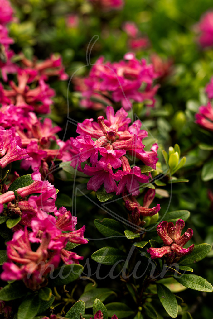Almrauschblüte | Bei Veröffentlichung des Bildes ist eine Namensnennung wie folgt erforderlich: Foto: Mostdirn Irmgard Wieser - Realisiert mit Pictrs.com