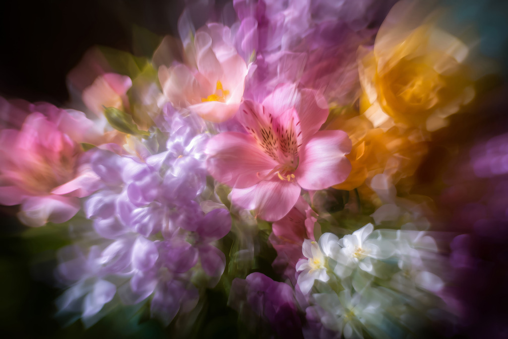 2606004 - Blumenfantasie | Blumen im Stil einer kreativen Fotografie