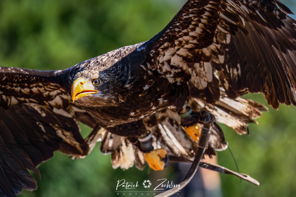 Kreuzenstein-Zöchling (33 von 46) | Mein Name ist Patrick Zöchling. Auf dieser Website siehst Du meine Projekte als Fotograf und kannst Dir Deine Fotos in Galerien ansehen und herunterladen. Über einen Webshop kannst Du Bilder ausarbeiten, auf T-Shirt drucken usw. - Realisiert mit Pictrs.com