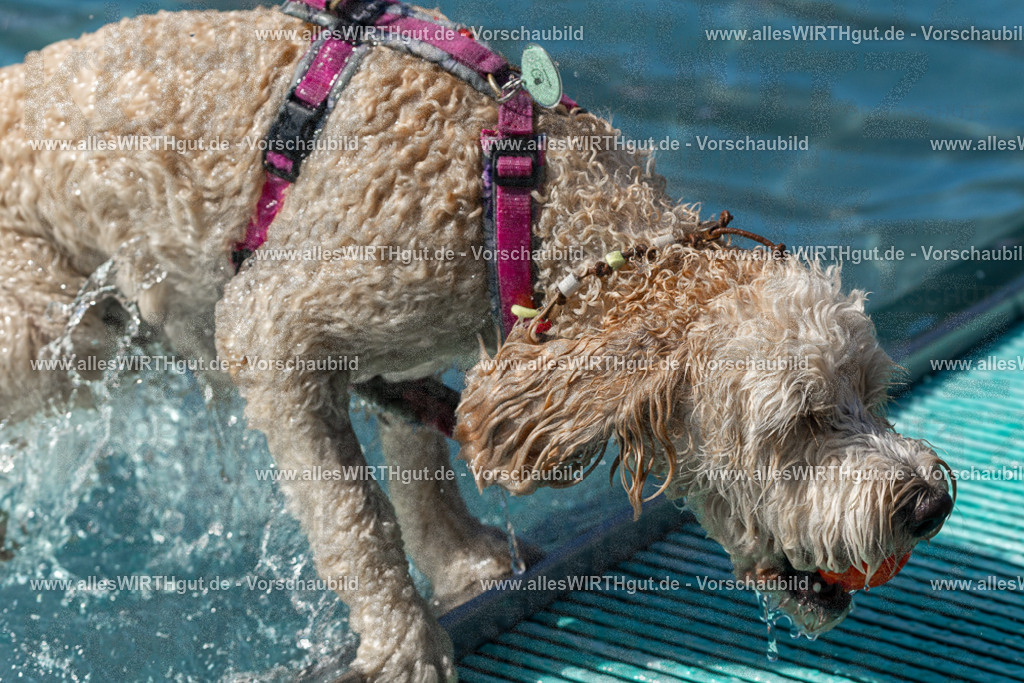 Hundeschwimmen_Volksbad_2026-allesWIRTHgut_Tierfotografie-2609061234-FAY06496 | Professionelle Tierfotografie in Mönchengladbach von Daniel Wirth (allesWIRTHgut). Liebevolle & natürliche Bilder von Hunden & Katzen für unvergessliche Erinnerungen.