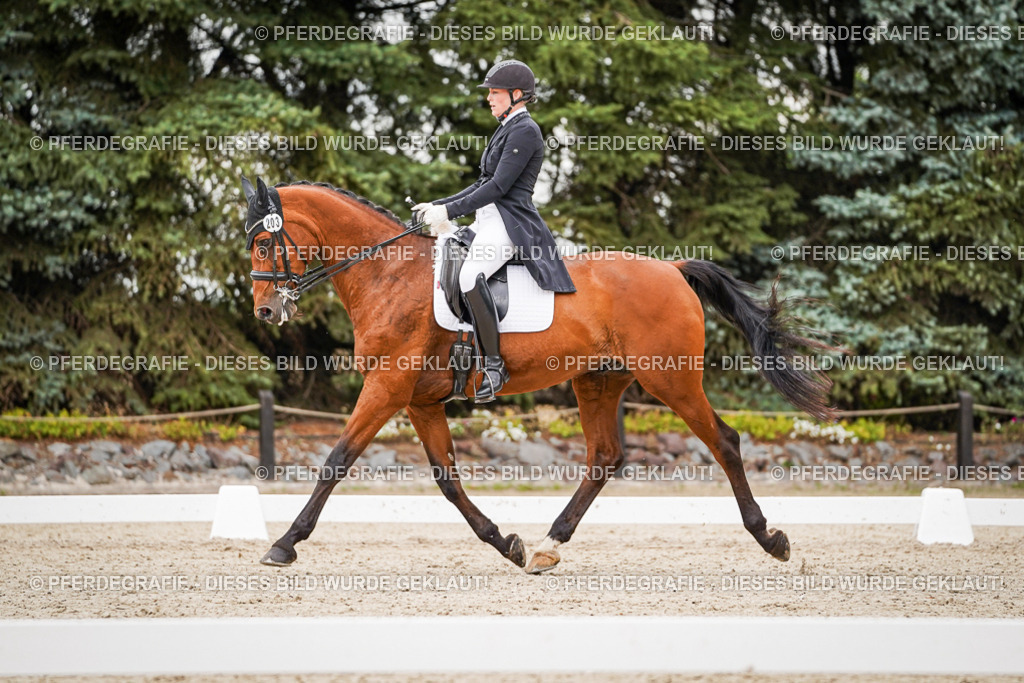 DSC07500 | Pferdegrafie