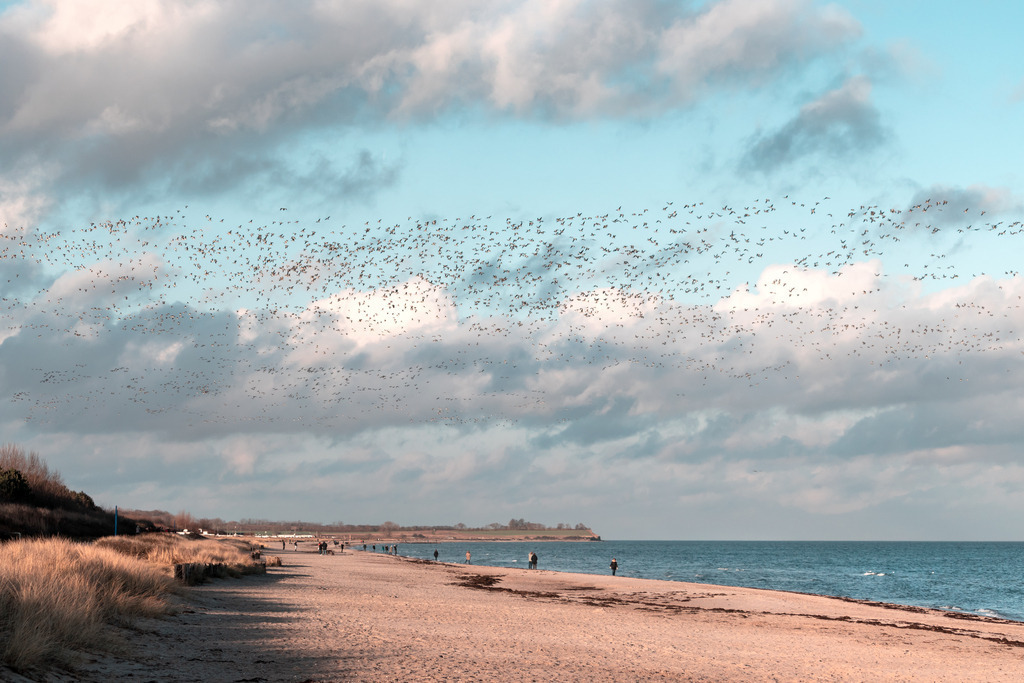 Wandbild: Kanadagänse über dem Sandstrand | Dieses Wandbild im Querformat zeigt einen Sandstrand im Abendrot. Am blauen Himmel sind viele kleine schwarze Punkte zu sehen. Dabei handelt es sich um einen Schwarm Kanadagänse. Holen Sie sich diese schöne maritime Abendstimmung auf Leinwand, Aluminium-Platte oder als Glasbild. Ideal fürs Wohnzimmer, Schlafzimmer, Küche, den Arbeitsplatz oder die Ferienwohnung. Die Wandbilder werden individuell für Sie in vielen Abmessungen produziert. Daher passen die Ostseekult Wandbilder immer perfekt an Ihre Wände. - Realisiert mit Pictrs.com