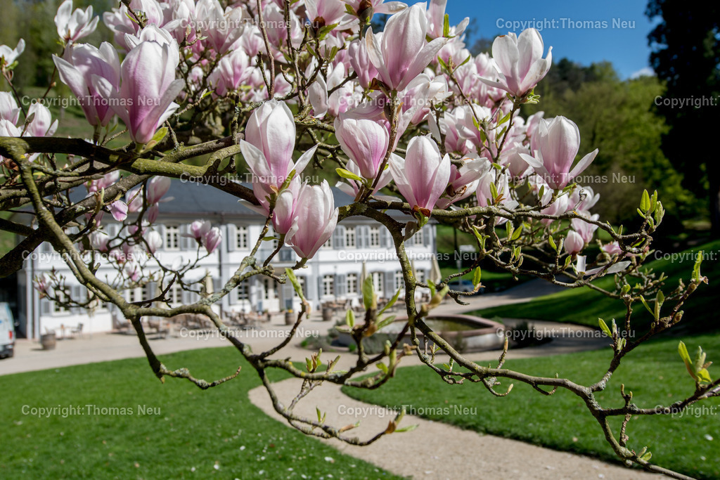 Fuerstenlager-magnolienbluete-bensheim-auerbach-staatspark-parklandschaft-sommersitz-hessische-Fuerstenfamile-Fotografie-Thomas_Neu.jpg-13 | Blick über das historische Gebäudeensemble im Staatspark Fürstenlager in Bensheim-Auerbach, eingebettet in die frühlingshafte Landschaft der Bergstraße. Blühende Magnolien und frisches Grün rahmen die klassizistischen Gebäude, während sich im Hintergrund die bewaldeten Hänge des Odenwaldrandes erheben. Der ehemalige Sommersitz der Landgrafen von Hessen-Darmstadt zeigt sich hier in seiner ganzen landschaftlichen und architektonischen Schönheit.,Bild: Thomas Neu