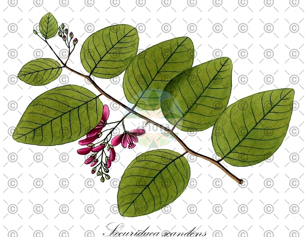 HistAbb_wfo-0000309108_1_ENZY_Simple | Historische Abbildung von Securidaca scandens - Polygalaceae | Historical Illustration of Securidaca scandens - Polygalaceae