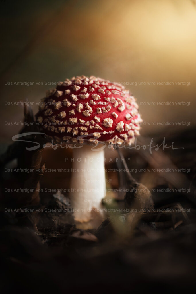Der Herbst - Die Zeit der Fliegenpilze | People- und Tierfotografie, Imageaufnahmen, Veranstaltungsfotografie und Wandbilder aus der Natur ★ Made in Germany ✔️ Druck + Downloads ✔️ Naturfotografie in Top Qualität ★ schneller Versand, weltweite Lieferung! - Realisiert mit Pictrs.com