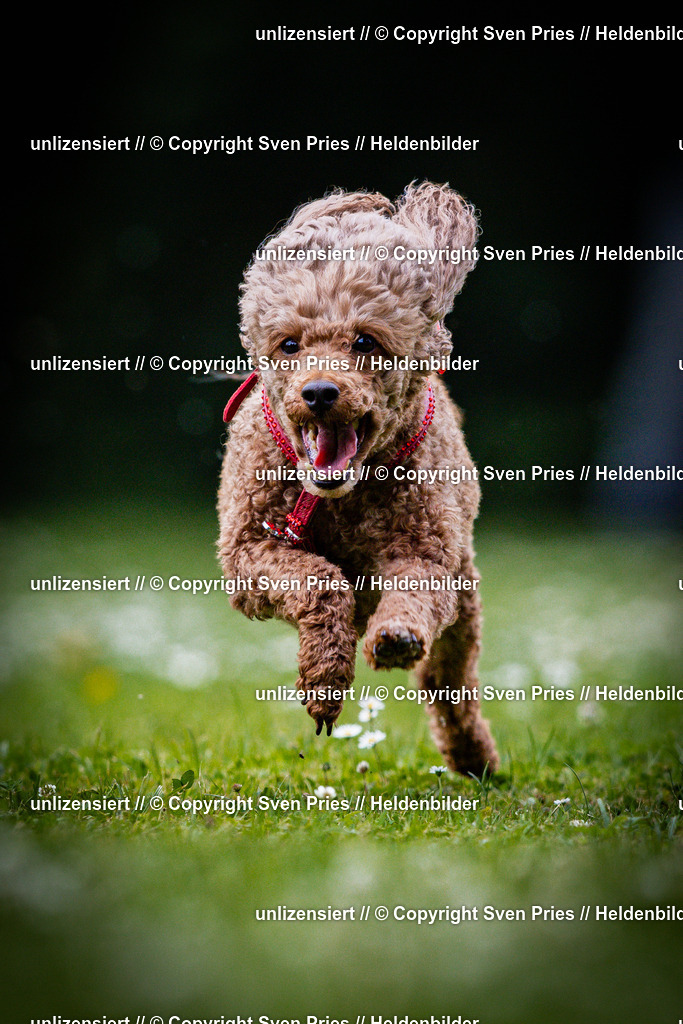 Sven Pries | 2025-05-29 - Pudelrennen KA-Durlach - Realisiert mit Pictrs.com