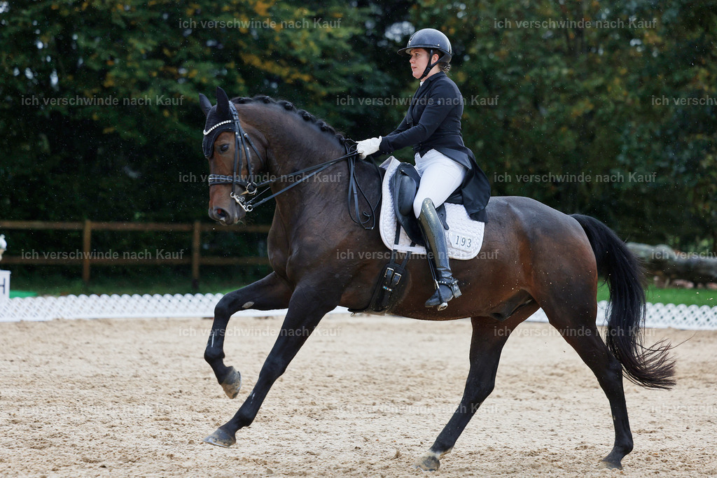 8_2-193-DRESSUR S_  -StoibPH-4513 | working equitationturnier fotograf videograf stoibphotography marixx film working equitation deutschland reitsport turnierfotografie eventfotografie equestrian events