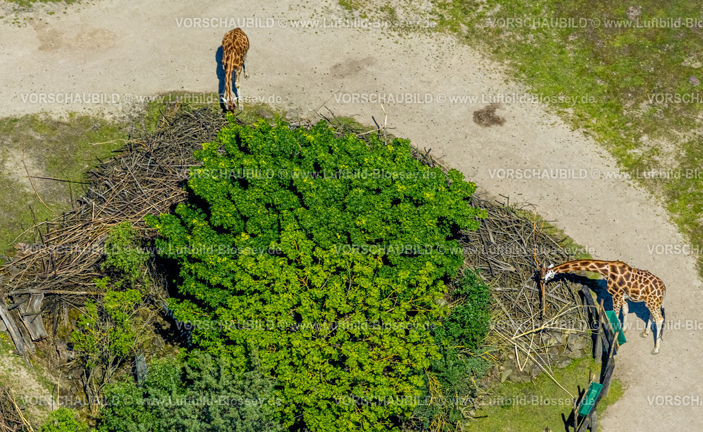 Gelsenkirchen230511279 | Luftbild, ZOOM Erlebniswelt Zoo, Giraffen, Bismarck, Gelsenkirchen, Ruhrgebiet, Nordrhein-Westfalen, Deutschland