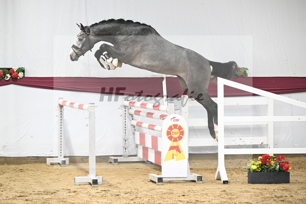Kat-Nr. 77 Conthargos x Zirocco Blue_Mathieu Beckmann_47252712 | hf-fotografie - Realizzato con Pictrs.com