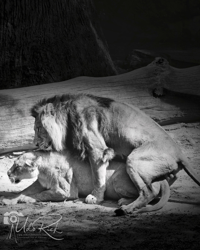 Leo9 | Entdecken Sie Fotografie aus Leidenschaft: Auftragsfotografie, HD-Fotos, Geschenkartikel aus Ihren Bildern und vieles mehr. Beauftragen Sie uns für besondere Momente!