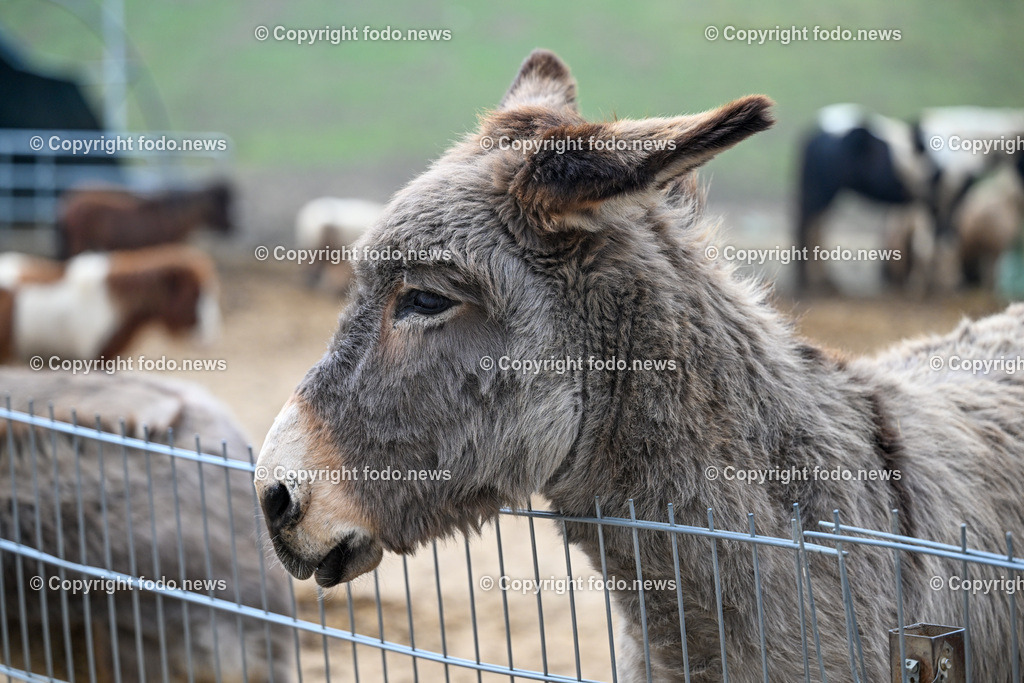 Gnadenhof Wiesmayrgut_ Tiere_ Gunskirchen_ 06.03.2024-25 | 06.03.2024, Gunskirchen, AUT, Gnadenhof Wiesmayrgut, Familie Fuchsberger, Bauernhof, im Bild Landwirtschaft, Lebenshof, Tierasyl, Tiere, Huehner, Hühner, Hennen, Haehne, Hahn, Hähne, Pony, Esel, Katze, Katzen, Kater, Lama, Haustiere, Wildtiere, Nutztiere, Tierheim, Tierschutz