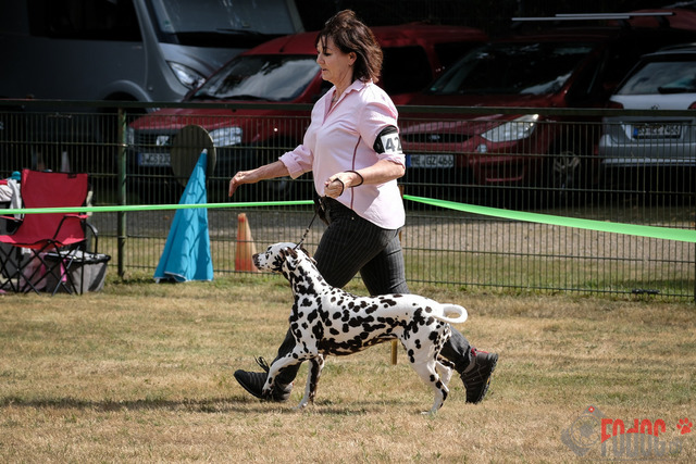 Dalmatiner DZGD CDF in Hilden | Dalmatiner, Regionalgruppenausstellung DZGD / CDF) in Hilden. Richterin Margrit Martegani.  in Hilden  04.09.2022 Foto: Leo Wyden