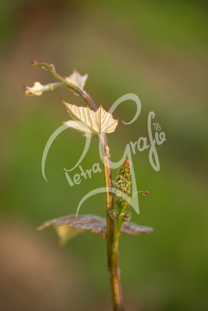 Rebenblüten-7996 | petragrafie - Realisiert mit Pictrs.com