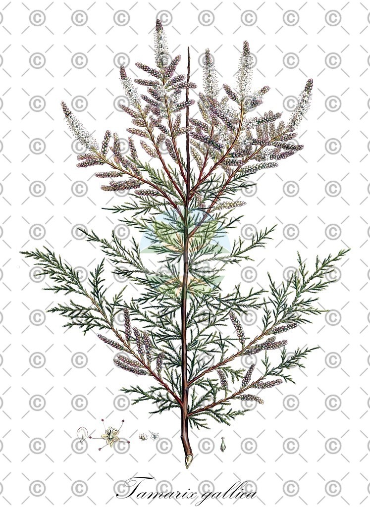 HistAbb_wfo-0000320729_1_ENZY_Simple | Historische Abbildung von Tamarix gallica - Tamaricaceae | Historical Illustration of Tamarix gallica - Tamaricaceae (tamarisk)