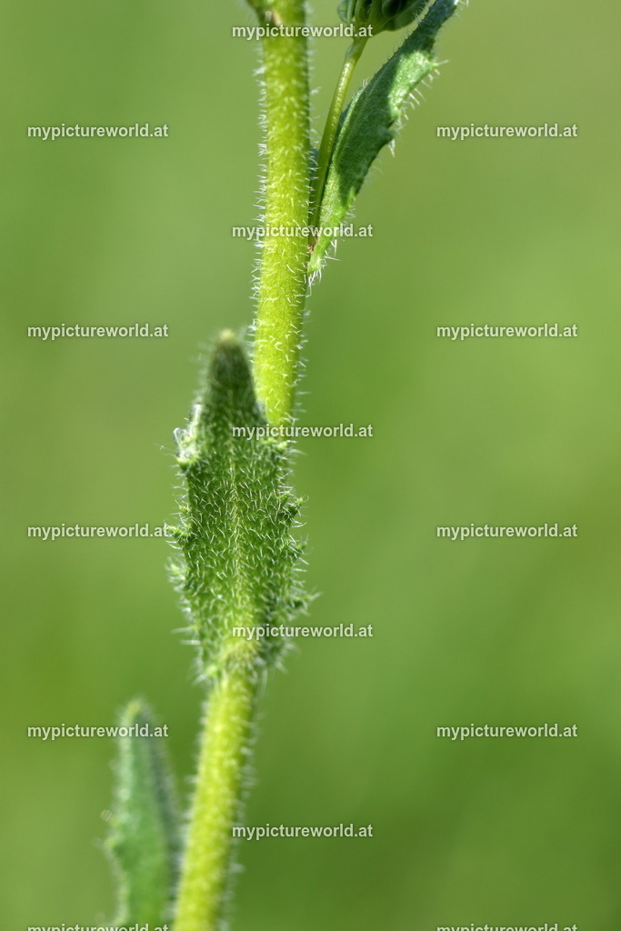 Rauhaarige Gänsekresse-002 | Das Bilderarchiv über Tiere, Planzen und Landschaften. In der Bilddatenbank finden Sie ein große Auswahl an hochwertigen Bilder für Ihre Werbung - Realisiert mit Pictrs.com