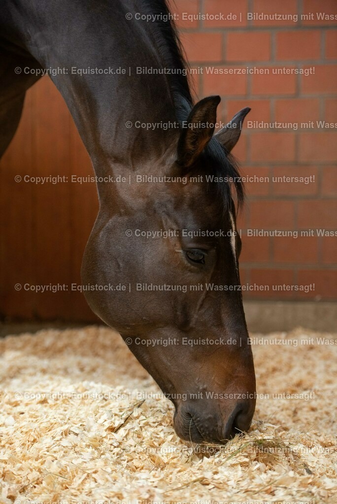 20190409_Einstreu_in_Pferdebox_0076 | Foto: Thomas Hartig