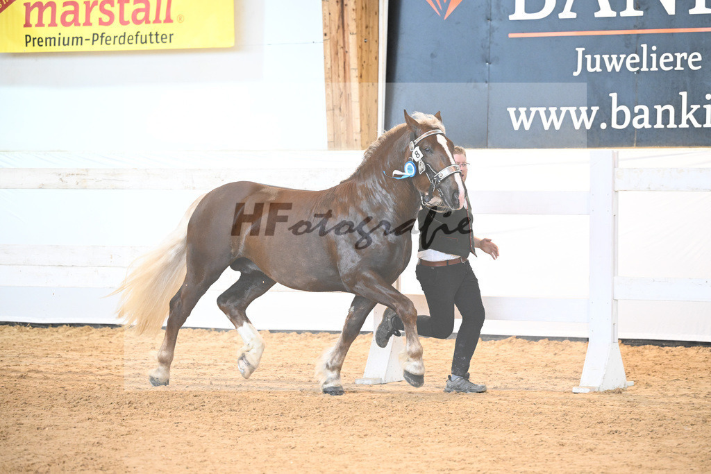 Kat-Nr. 8 v. Valegro_Glonecker_6240179 | hf-fotografie - Realisiert mit Pictrs.com