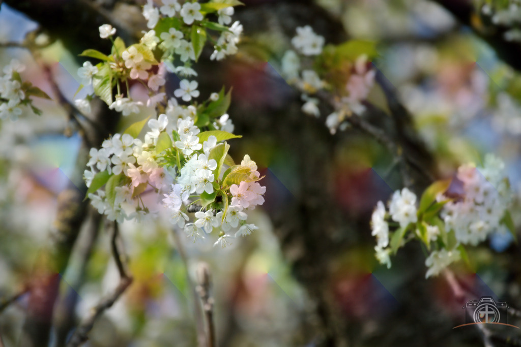 OB-Kirschblüte-0005 | Entdecken Sie eine vielfältige Auswahl individueller Fotos zum Kauf auf picturalux.de. Finden Sie hochwertige Bilder für Ihre Projekte, die Ihre Botschaft perfekt unterstreichen. Stöbern Sie jetzt und verleihen Sie Ihren Inhalten das gewisse Etwas! - Realisiert mit Pictrs.com