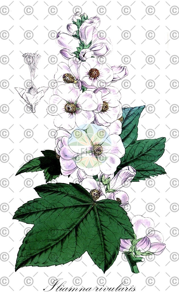 Histabb_WFO_wfo-0000730075_SRC_Koehler_1887_SIMPLE | Historische Abbildung von Iliamna rivularis - Malvaceae | Historical Illustration of Iliamna rivularis - Malvaceae (streambank globe-mallow hollyhock)