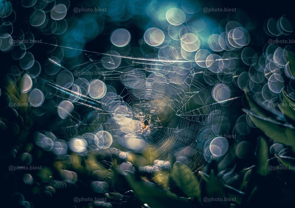 Spinnennetzgeblubber | Eine Spinne samt Netz im Kirschlorbeerbusch. - Realisiert mit Pictrs.com