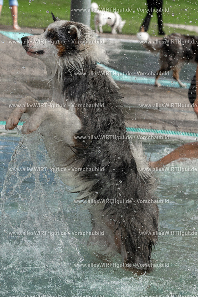 Hundeschwimmen_Volksbad_2026-allesWIRTHgut_Tierfotografie-2609061511-FAY07136 | Professionelle Tierfotografie in Mönchengladbach von Daniel Wirth (allesWIRTHgut). Liebevolle & natürliche Bilder von Hunden & Katzen für unvergessliche Erinnerungen.